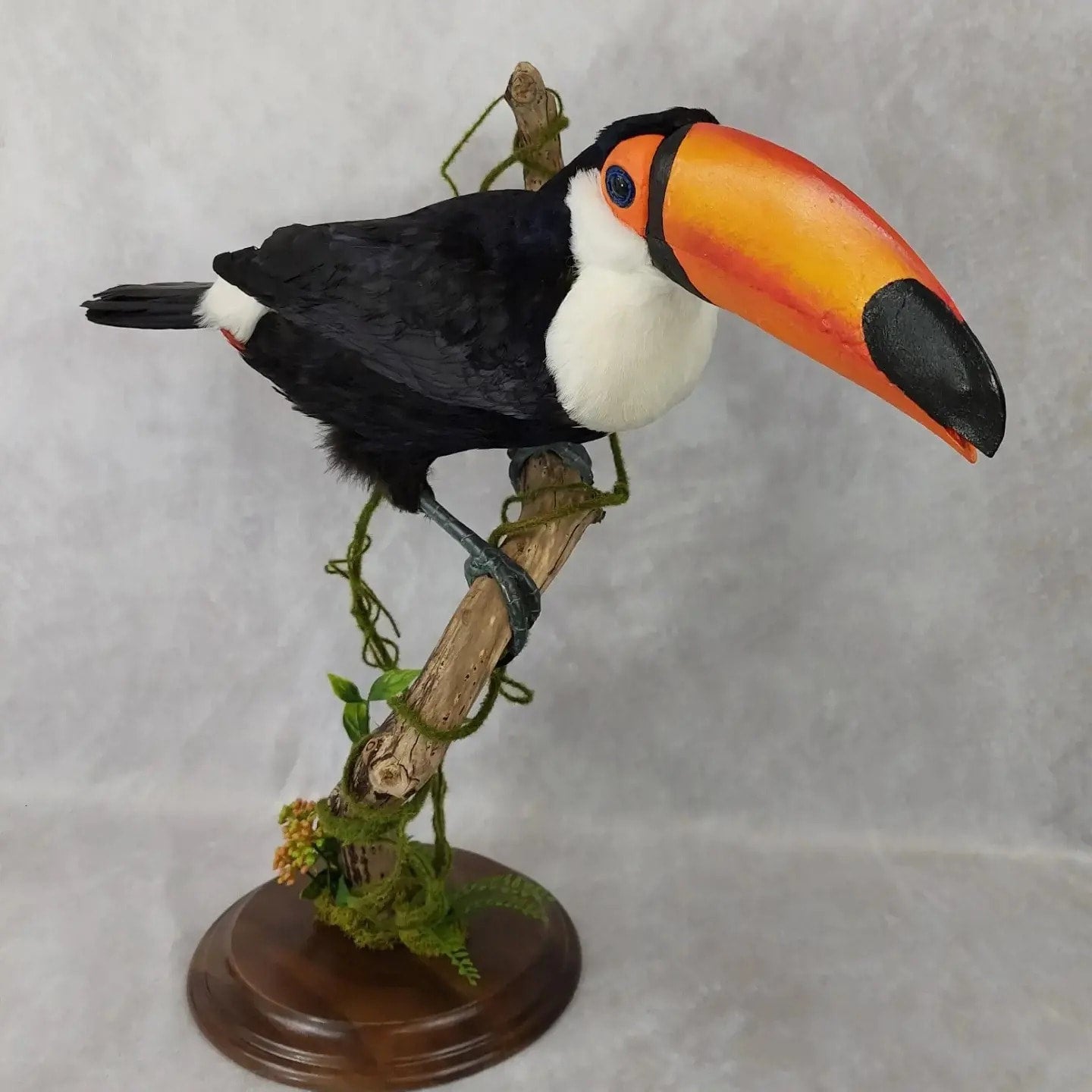 Toucan hotsell for sale