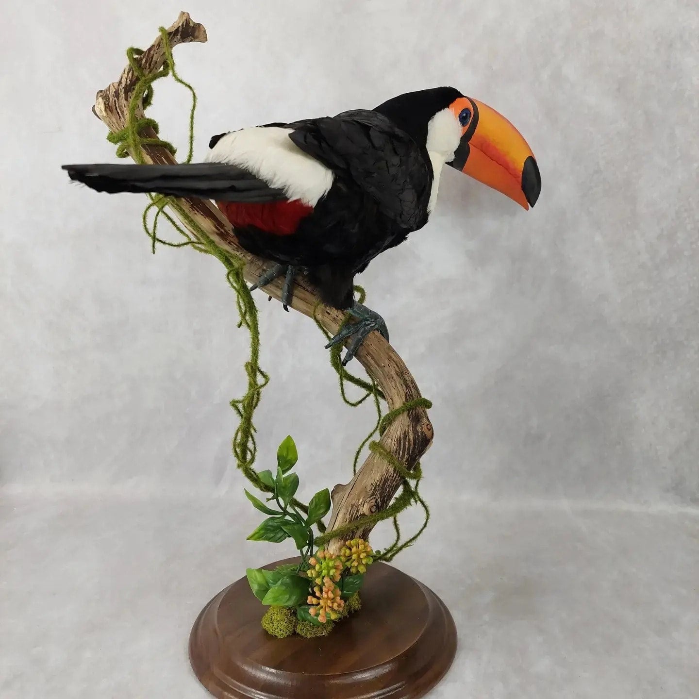 Toucan bird best sale for sale